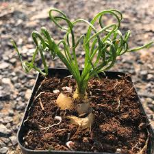 Image result for Albuca nigritana