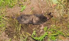 Que mange le renard en hiver. Pourquoi La Taupe Mange Des Vers De Terre 038 Natuurverhalen