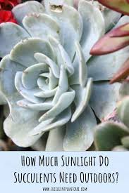 How much sun do succulents need? Do Succulents Need Sun How Long To Avoid Sunburn Succulent Plant Care