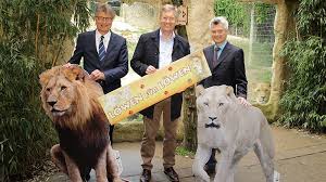 Ihr ausdruck strahlt macht und erhabenheit aus. Zoo Osnabruck Lowen Fur Lowen E V