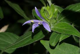 Image result for Megalochlamys