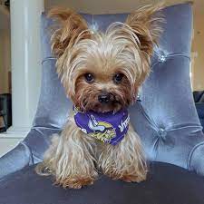 suss yorkie cute puppies cute baby animals