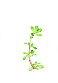 Who has given it the term 'global panacea' and listed under most used medicinal plant. Purslane Forgotten Rare And Hardly Known Lettuce Greens A Curious History Of Vegetables Aphrodisiacal And Healing Properties Folk Tales Garden Tips And Recipes Wolf D Storl