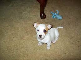 The pitbull chihuahua mix will most often be found in white, black, brindle, golden. Chipit Chihuahua American Pit Bull Terrier Mix Info And Pictures