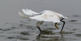 Contact with the water is harmful and could kill pets (dogs). Srinath Reddy Bangalore Birders Paradise