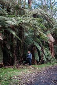Image result for Cyathea capensis