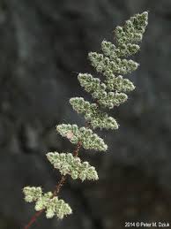 Image result for Cheilanthes