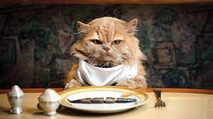 5 Meals Designed For Sick Cats Petpact Com