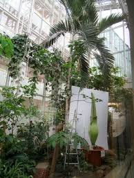 Botanischer garten ist liegt in herrnau. Titanenwurz Salzburgwiki