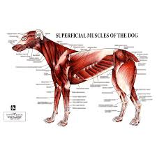 Petmassage Chart 5 Superficial Muscles Of The Dog Petmassage Training And Research Institute