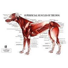 petmassage chart 5 superficial muscles of the dog petmassage training and research institute