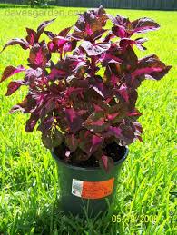 10 miles 15 miles 20 miles 25 miles 30 miles 35 miles 40 miles 45 miles enter a zip code to list local retailers that sell this plant. Plantfiles Pictures Perilla Beefsteak Plant Magilla Perilla By Tir Na Nog