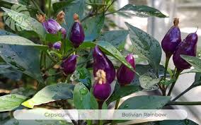 Grown for centuries in bolivia (central south america), the bolivian rainbow chile is a stunningly beautiful plant. Bolivian Rainbow Fesaja Versand
