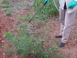 Alabama ornamental turf and pest control supervisor license. Alabama Commercial Pesticide Applicator Permits Alabama Cooperative Extension System