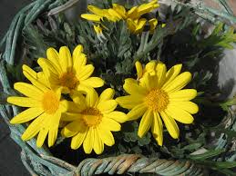 Image result for Euryops chrysanthemoides