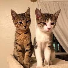 Having a pair of cats that get along and play well together is healthier as the get exercise instead of laying around. Philadelphia Pa Domestic Shorthair Meet Pita Ciabatta Bonded Pair A Pet For Adoption Pet Adoption Pets Adoption