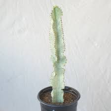 Image result for Cyphostemma kilimandscharicum