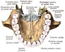 They are called conchae (or turbinates). Human Nose Wikipedia