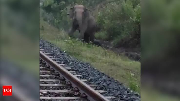 Nature first: Coal train halted in Jharkhand for 2 hours as pregnant elephant goes into labour; calf delivered safely on tracks | Ranchi News - Times of India