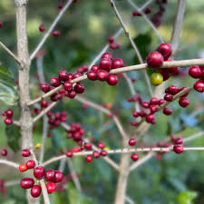 Image result for Coffea salvatrix