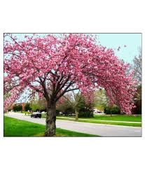 Crab apple tree it requires powerful self discipline to navigate the menu of crab ­apple ­temptations without ­succumbing. Tree Seeds Cherry Tree Flowering Trees Home Garden Pack Buy Tree Seeds Cherry Tree Flowering Trees Home Garden Pack Online At Low Price Snapdeal