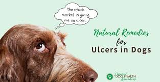 May collect a share of sales or other compensation from the links on this page. Stomach Ulcers In Dogs Symptoms Causes And Natural Remedies