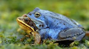 آیا حیوانات هم از سکس احساس لذت و رضایت می‌کنند؟ – DW – ۱۳۹۱۴۲۴