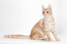 The Nine Most Talkative Cat Breeds - Cattitude Daily