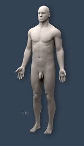 Male full body sculpt pose 12. Zygote Solid 3d Male Model Medically Accurate Anatomy Human Cad
