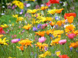 Trova la foto stock perfetta di stagione dei fiori di campo. Fiori Di Campo Field Flowers Fleures De Champ Flores De Campo Fiori Di Campo Fiori Selvatici Semi Di Fiori