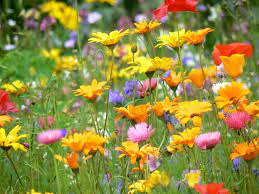 La caratteristica che accomuna questi fiori è la loro incredibile resistenza e adattabilità: Fiori Di Campo Field Flowers Fleures De Champ Flores De Campo Fiori Di Campo Semi Di Fiori Fiori Selvatici