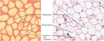 The types of connective tissue include cartilage, bone, collagen fibers, reticular fibers, elastic fibers, blood, hemopoietic/lymphatic, adipose tissue, bone marrow, and lymphoid tissue. Connective Tissue Supports And Protects Human Anatomy Openstax Cnx