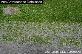 Image result for Agelanthus sp. aff. A. brunneus