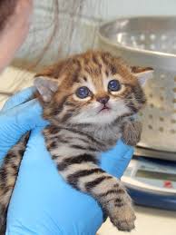 However they only have black soles, not entirely black paws. The Black Footed Cat Also Called Small Spotted Cat Is The Smallest African Cat And Endemic To The Southwestern Arid Zone Of Southern Africa Aww
