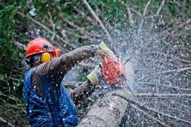 Selling Mature Pine Trees? | Thriftyfun