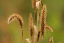 Image result for Setaria longiseta