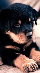 Puppy Wallpaper Iphone Rottweiler Puppies Cute Baby Animals Rottweiler