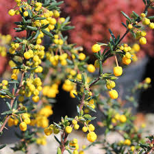 It's also easy to grow. Berberis Stenophylla Berberis Evergreen Hedges Direct