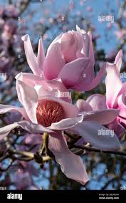 Image result for Magnolia sargentiana