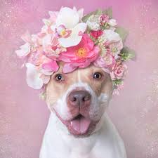 Check spelling or type a new query. Flower Power Sophie Gamand