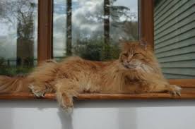 Refer to the chart below to assess your cat's bcs. What Is The Average Weight Of A Maine Coon Cat Pets Kb