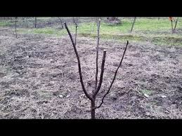 Axul pomului se scurteaza la cca 1 m, deasupra unui mugure. Pruning Quinces Tree Leading Branches Taieri De Formare Coroana La Gutui De 2 Ani By Puiu
