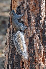 The arizona gray squirrel has gray fur on its uppersides and a white to cream belly. Arizona Gray Squirrel Glenrosa Journeys