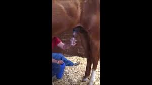 Horse ejaculation video