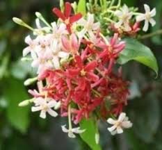 Image result for Strephonema mannii