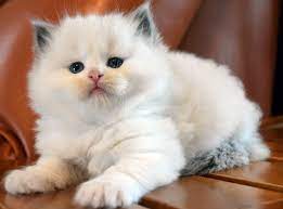 Pin By Mary Hunter On Cats Black Cats Ragdoll Cat Cats Cat Lady Starter Kit