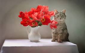 If you're ever in doubt regarding a plant's safety for your pet, keep your little one far. Tulips And Cat Cats Animals Background Wallpapers On Desktop Nexus Image 2557745