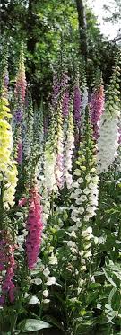 Gorgeous Flowers Garden Love Foxglove Flowers Garden Love Plants Flower Garden Planting Flowers