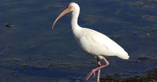 Black Bird With Blue Neck Ontario White Ibis La Chua Trail 2 2 13 Bird Species Royal Ontario Museum Kinds Of Birds