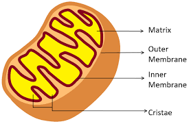 We did not find results for: The Main Function Of Mitochondria In A Cell Is A Secretion Class 11 Biology Cbse